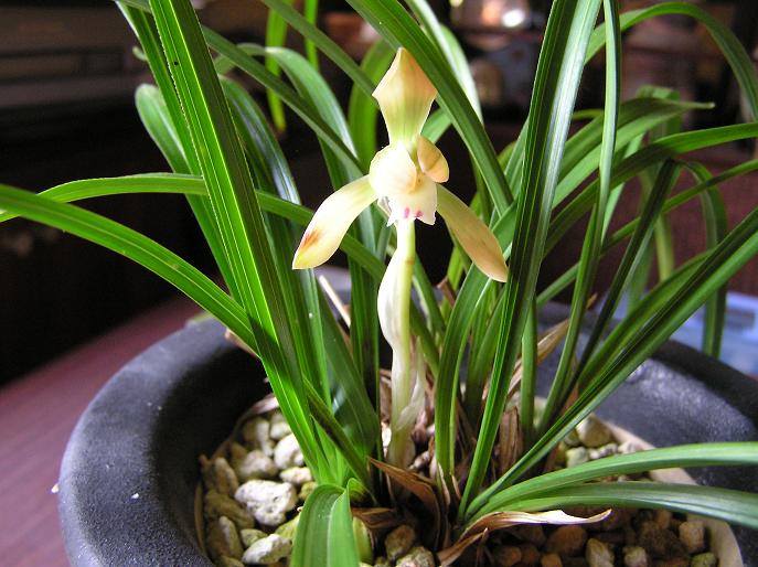 絵手紙シリーズ ①シュンラン（春蘭） : 四季の花図鑑