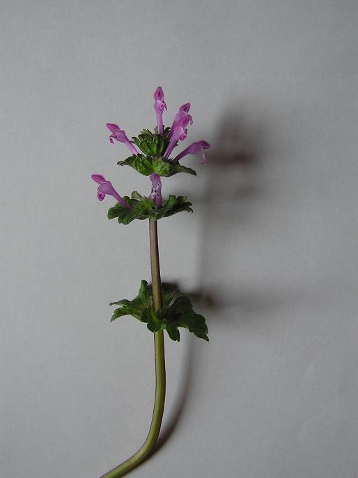 絵手紙シリーズ ホトケノザ 仏の座 四季の花図鑑