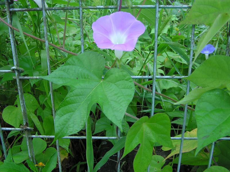 絵手紙シリーズ アサガオ 朝顔 四季の花図鑑