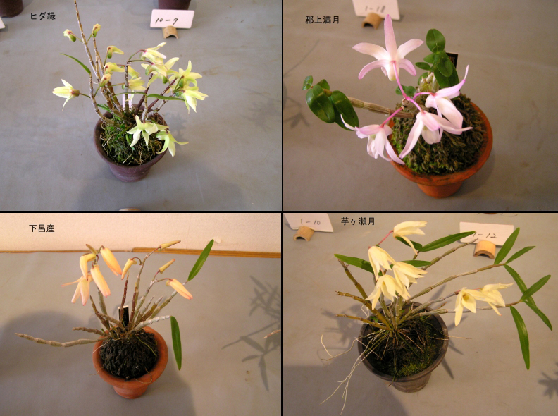 セッコク 受注用見本写真 Autos Honda Com Pe