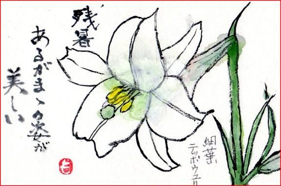 絵手紙シリーズ 高砂百合 細葉テッポウユリ 四季の花図鑑