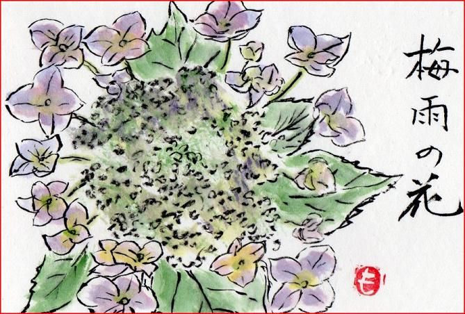絵手紙シリーズ ガクアジサイ 四季の花図鑑 絵手紙シリーズ ガクアジサイ 四季の花図鑑