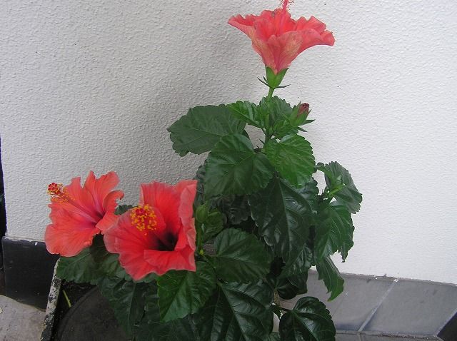絵手紙シリーズ 南国の代表花 ハイビスカス 四季の花図鑑 絵手紙シリーズ 南国の代表花 ハイビスカス 四季の花図鑑