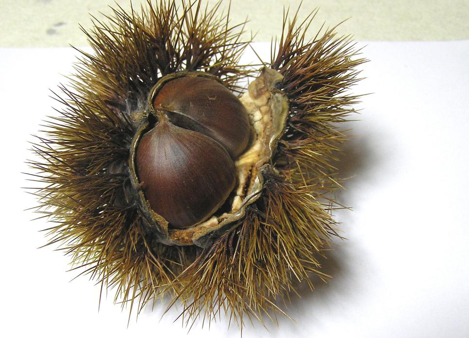 絵手シリーズ いがぐり 毬栗 四季の花図鑑