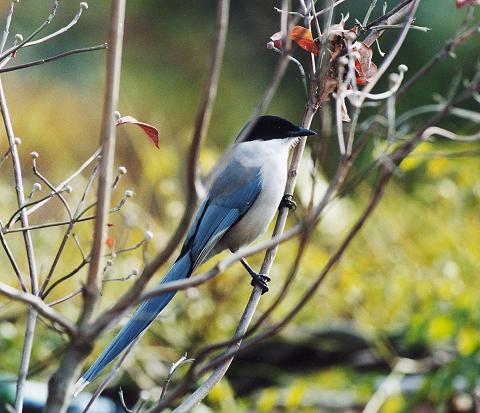 水墨画シリーズ 尾長鳥 四季の花図鑑