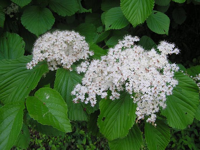 初夏の花便り やすらぎの森の花木たち 四季の花図鑑