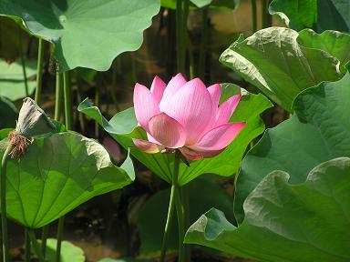 絵手紙シリーズ 大賀ハスの花托 四季の花図鑑