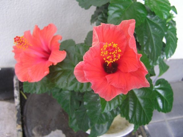 絵手紙シリーズ 南国の代表花 ハイビスカス 四季の花図鑑 絵手紙シリーズ 南国の代表花 ハイビスカス 四季の花図鑑