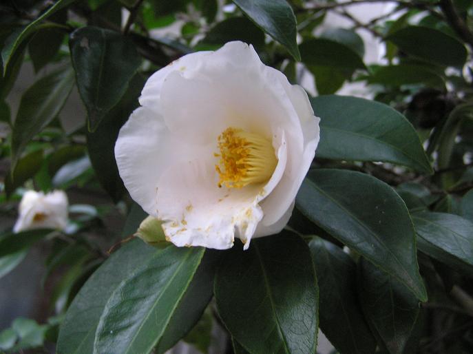 絵手紙シリーズ 白椿 初嵐 嵯峨 四季の花図鑑