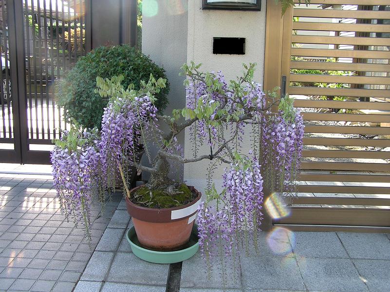 春の花便り 藤の花シリーズ①盆栽仕立てほか : 四季の花図鑑