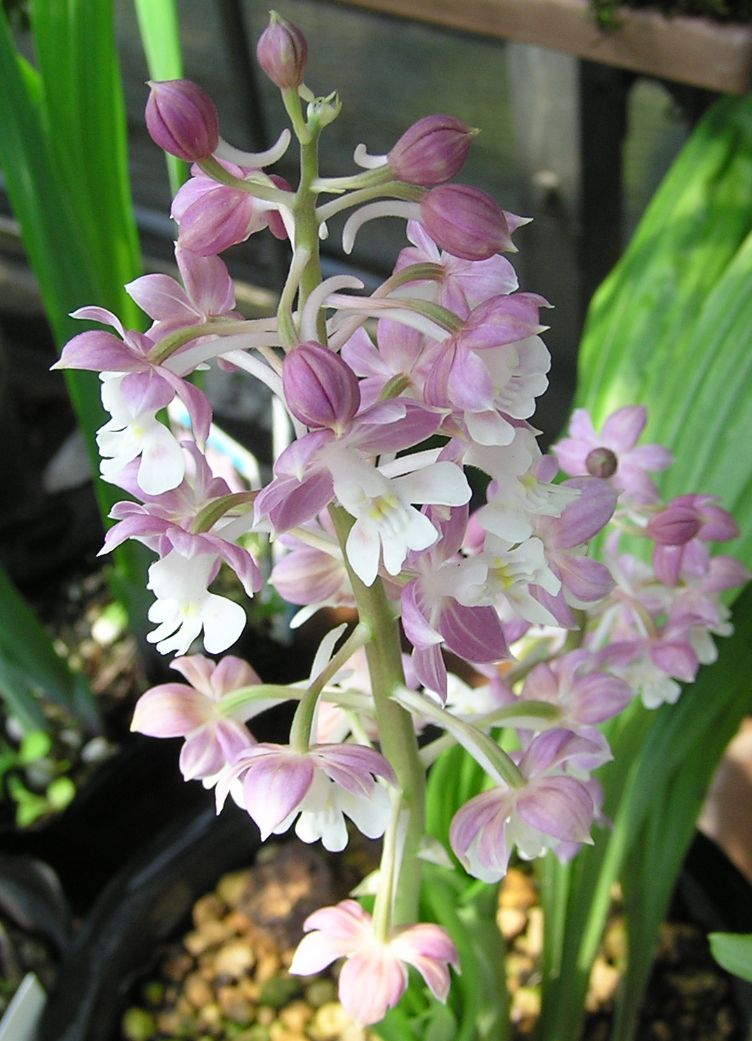 春の訪れ エビネ蘭ほか 四季の花図鑑