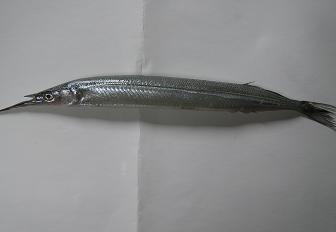 絵手紙シリーズ さより 誦 細魚 針魚 四季の花図鑑