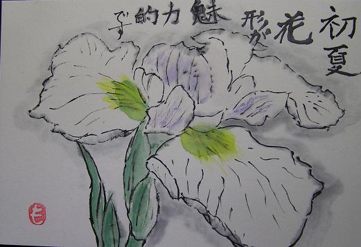 絵手紙シリーズ ハナショウブ 花菖蒲 四季の花図鑑