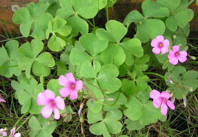 これまでで最高の三つ葉 花 ピンク すべての美しい花の画像