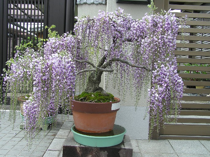 藤 樹齢３０年 盆栽 紫の藤の花 藤 樹齢30年 盆栽 紫の藤の花 藤 Wisteria - 盆栽日本 Bonsai Japan