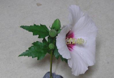 絵手紙シリーズ ムクゲ（木槿） : 四季の花図鑑