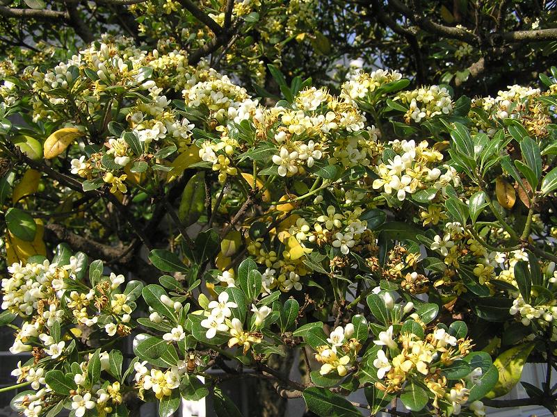 初夏の花便り 花木三種 四季の花図鑑
