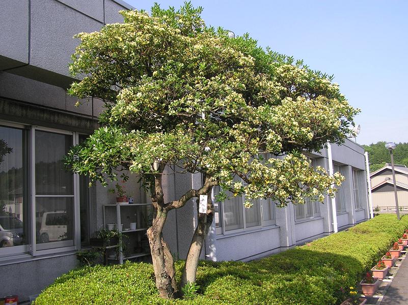 初夏の花便り 花木三種 四季の花図鑑