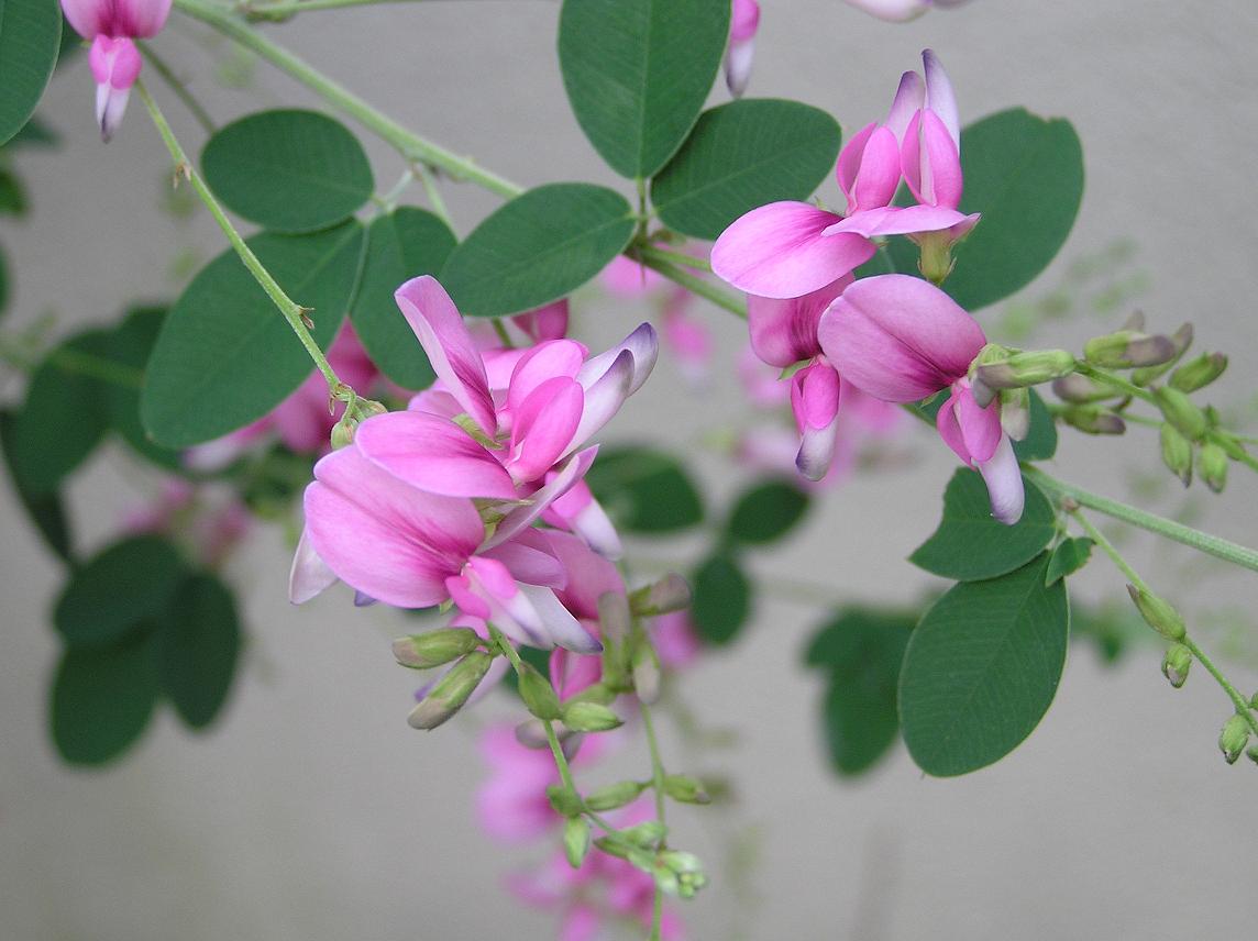 秋の花便り 萩の花 お月見 四季の花図鑑