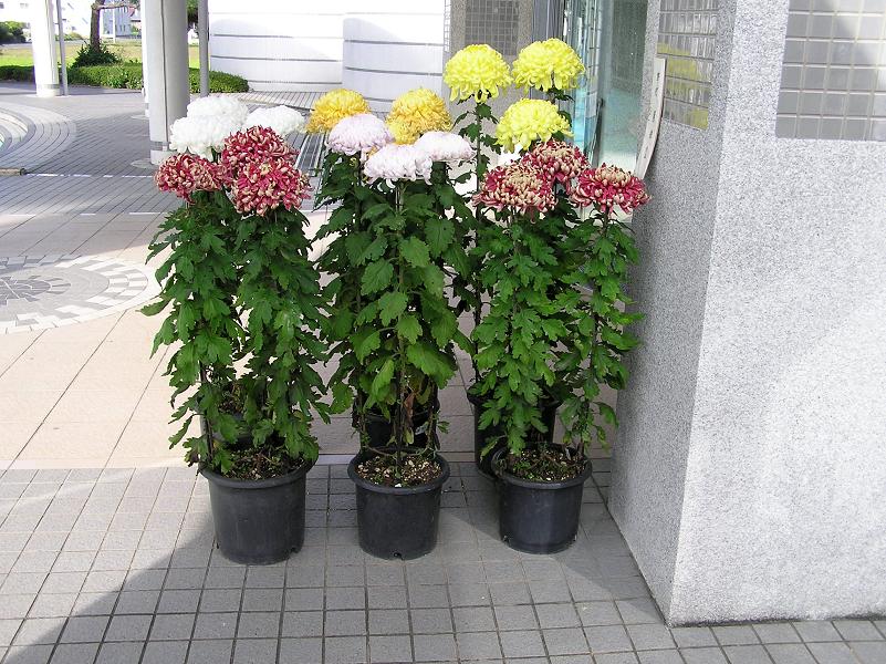 晩秋の花便り 厚物 大輪菊 四季の花図鑑