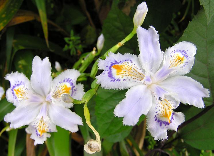 四季の花図鑑:2007年05月09日
