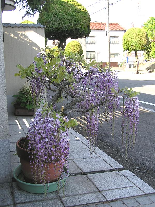 藤 樹齢30年 盆栽 紫の藤の花 藤 Wisteria - 盆栽日本 Bonsai Japan