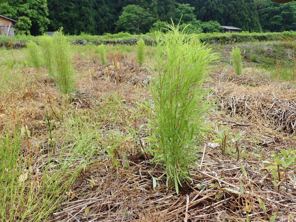 白川郷でほうきワークショップの準備 黒田乃生研究室 Cultural Landscape Lab