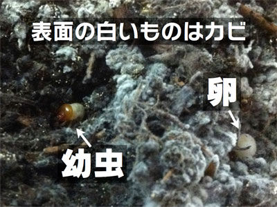 カブトムシを増やす カブトムシを飼おう そして増やそう カブトムシを増やす カブトムシを飼おう そして増やそう