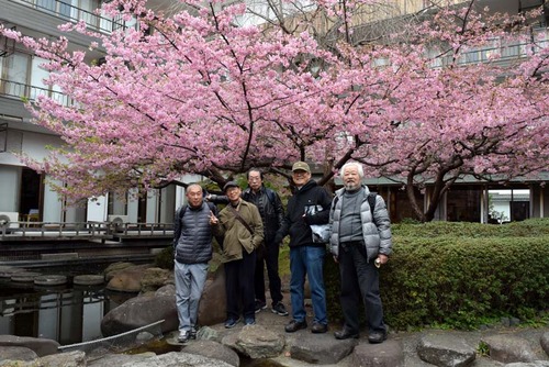 20190223河津桜2DSC_4378