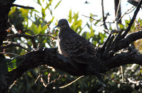 220130キジバトDSC_1160