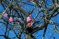 220116紅梅DSC_1133