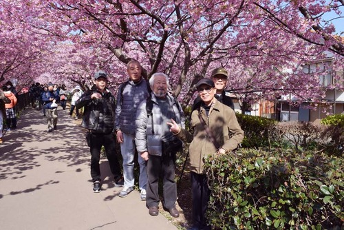 20190223河津桜3DSC_4379