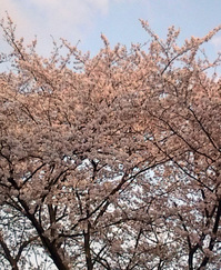 220410桜20100410170626