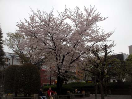 290408桜IMG_1395