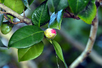 220116椿DSC_1136