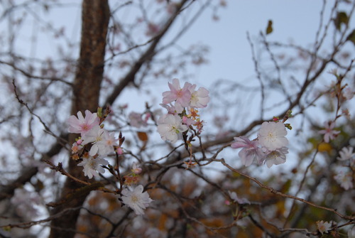10月桜DSC_6853