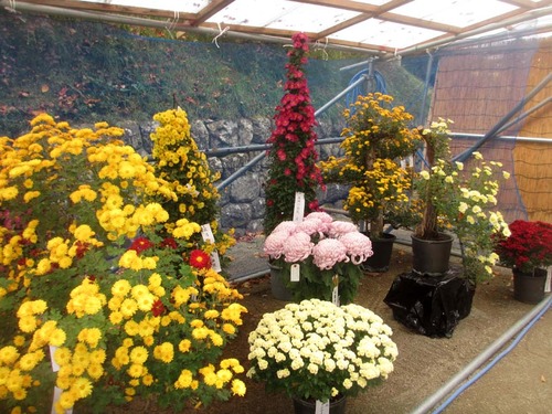201106菊花展2IMG_1726