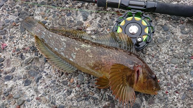 ヘチ釣り行脚 北海道遠征 道東にてウサギアイナメを狙う 其の三 ラスト 横浜港 風堤防 blog ヘチ釣り行脚 北海道遠征 道東にてウサギアイナメを狙う 其の三 ラスト 横浜港 風堤防 blog