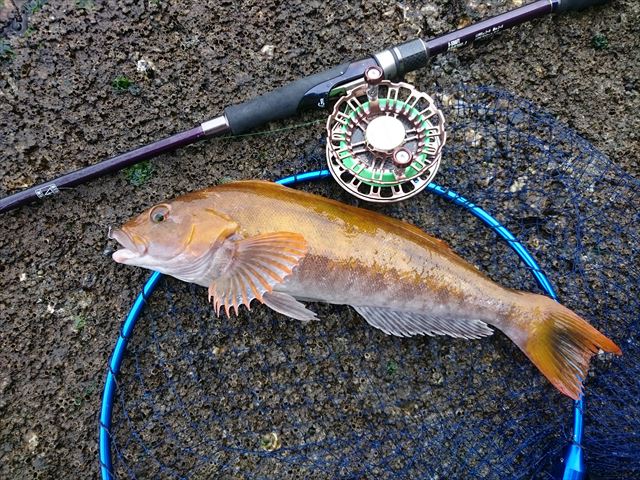 東京湾の渡りアイナメを狙う 横浜港 風堤防 ｂｌｏｇ