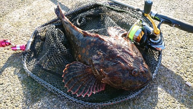 ヘチ釣り行脚 北海道遠征 道東にてウサギアイナメを狙う 其の二 横浜港 風堤防 ｂｌｏｇ