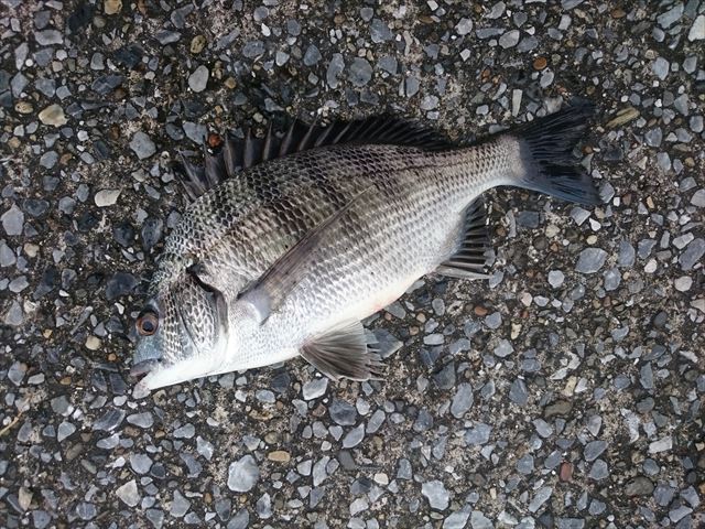 そこに魚がいるから 横浜港 風堤防 blog そこに魚がいるから 横浜港 風堤防 blog