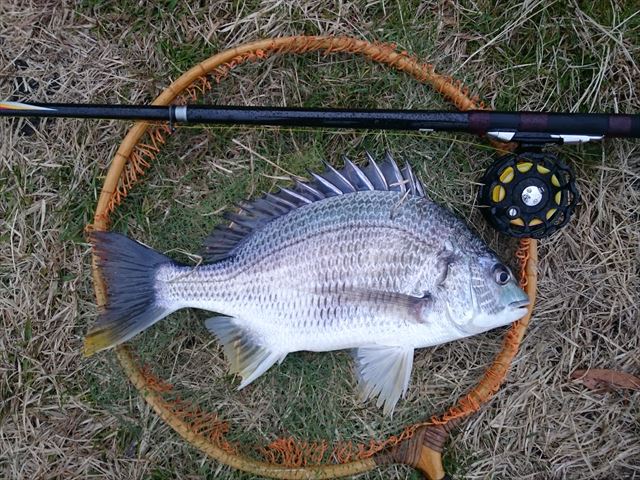 今年初のキビレちゃん 横浜港 風堤防 ｂｌｏｇ