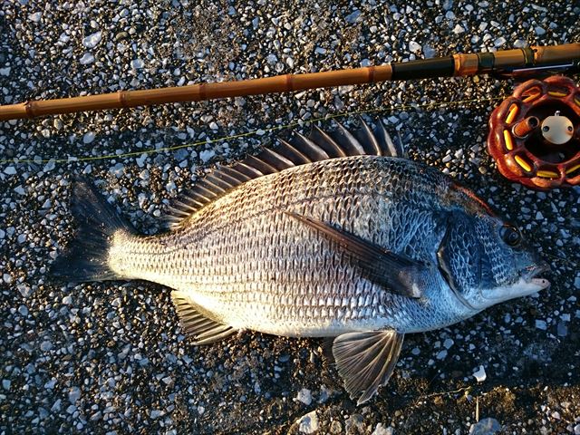 そこに魚がいるから 横浜港 風堤防 blog そこに魚がいるから 横浜港 風堤防 blog