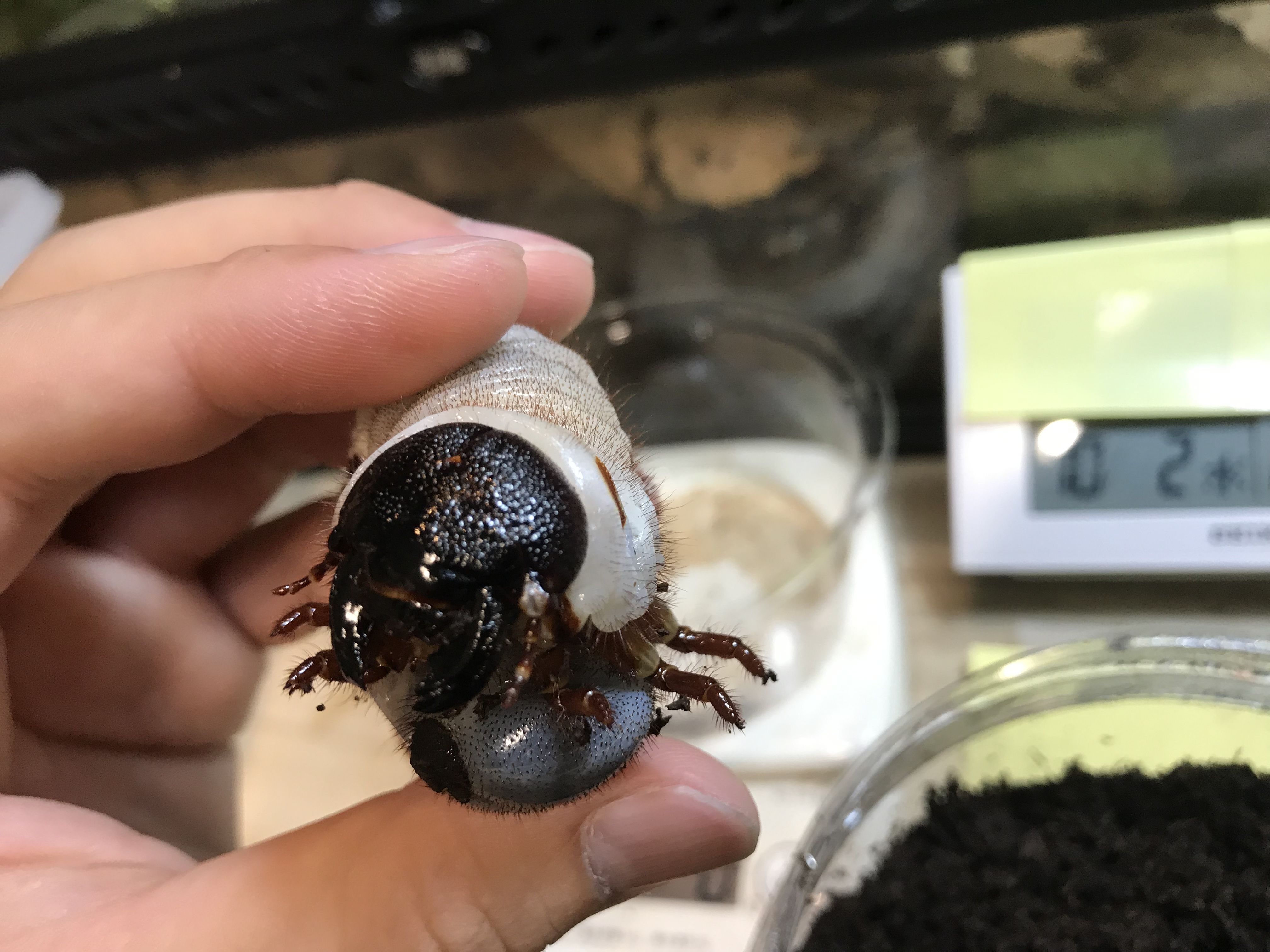 ヘラクレスオオカブト②