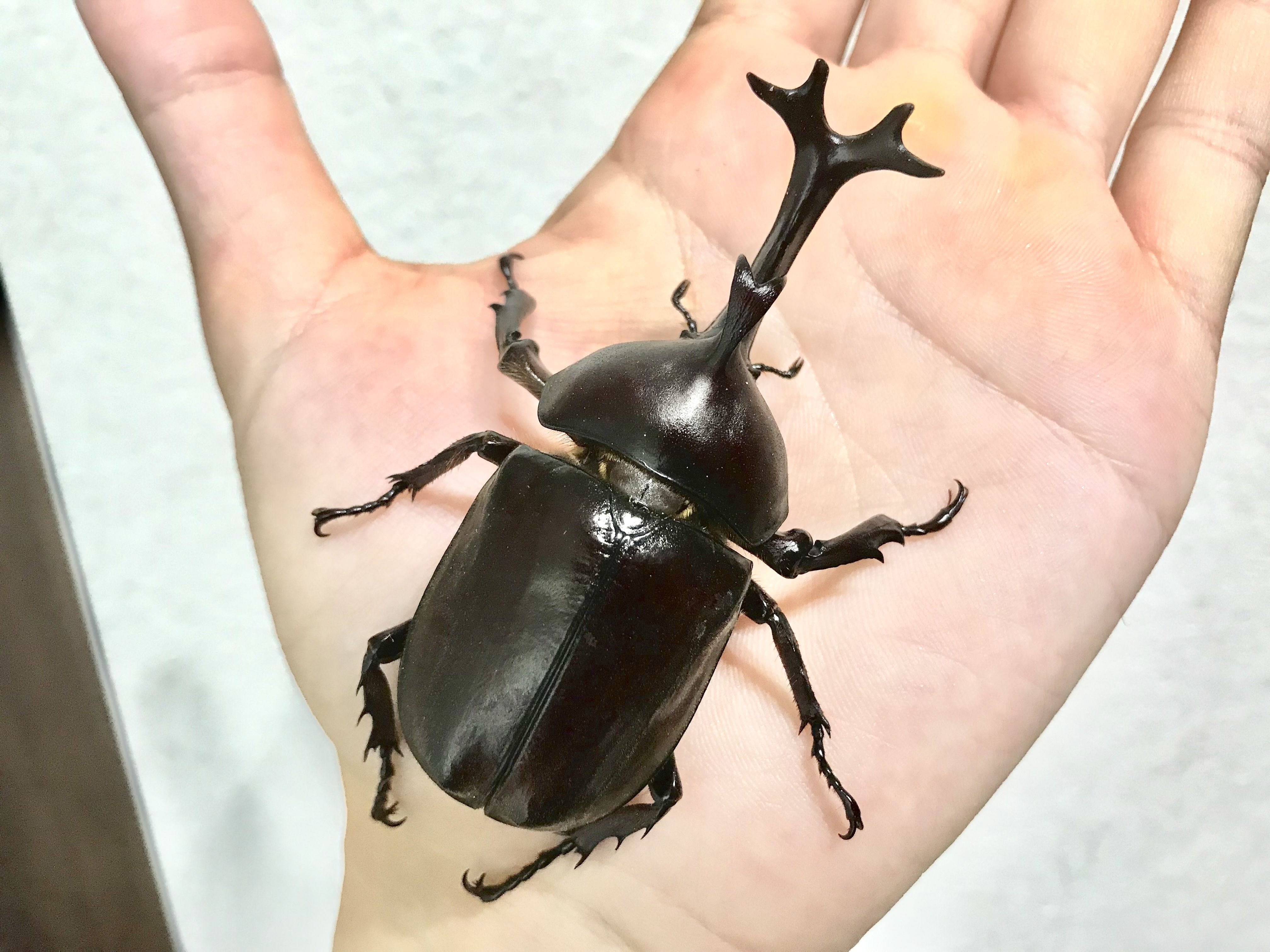 頭角先端幅20mmの国産カブト : どしたの？クロエ
