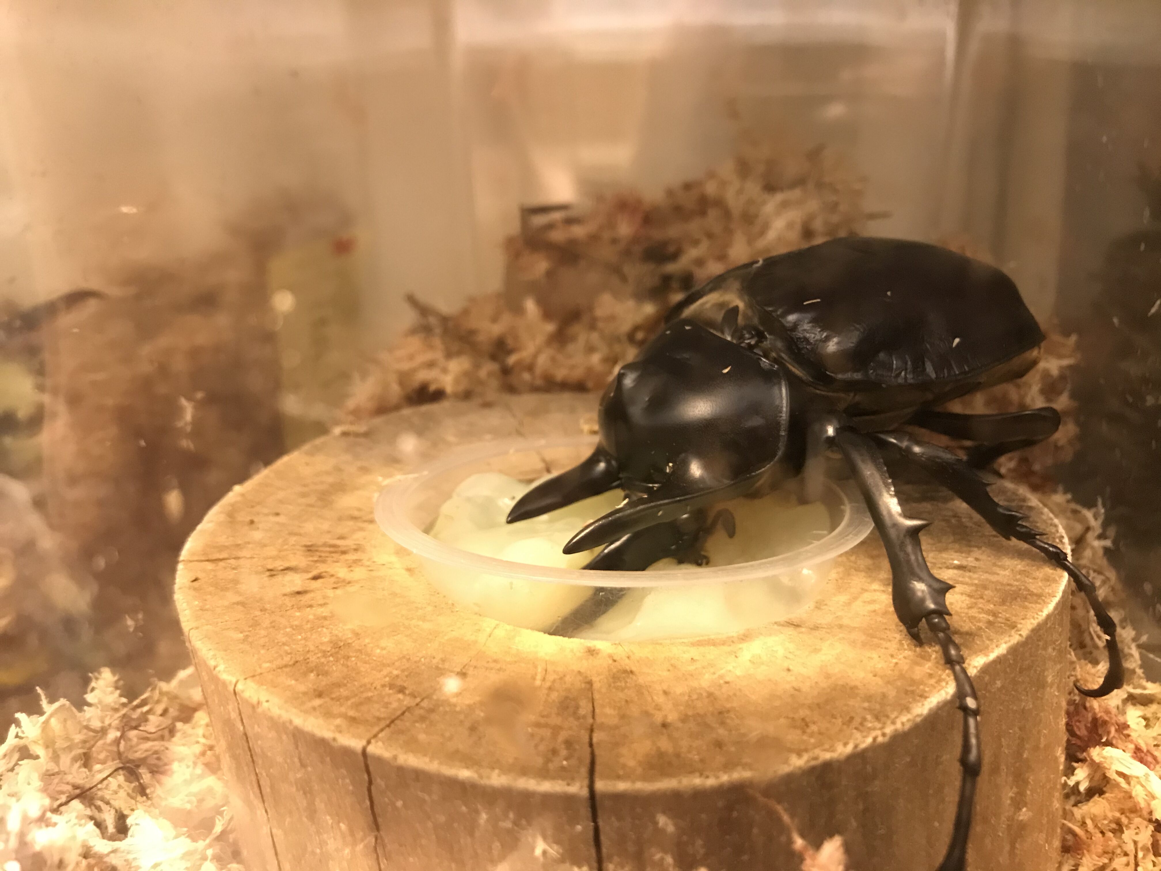 ネプチューン・アクティオン・グラシロ : どしたの？クロエ