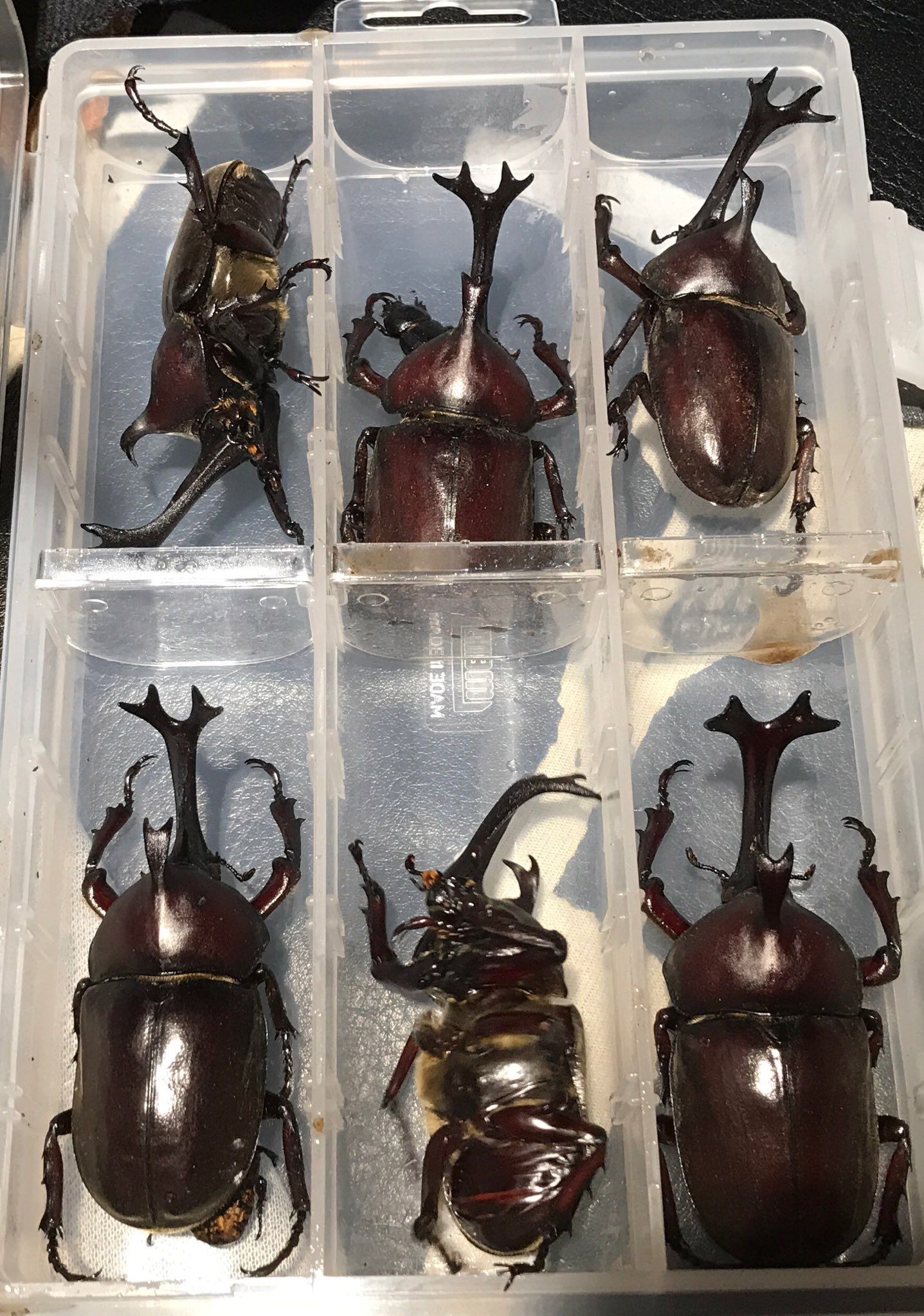 国産カブトの状況 : どしたの？クロエ