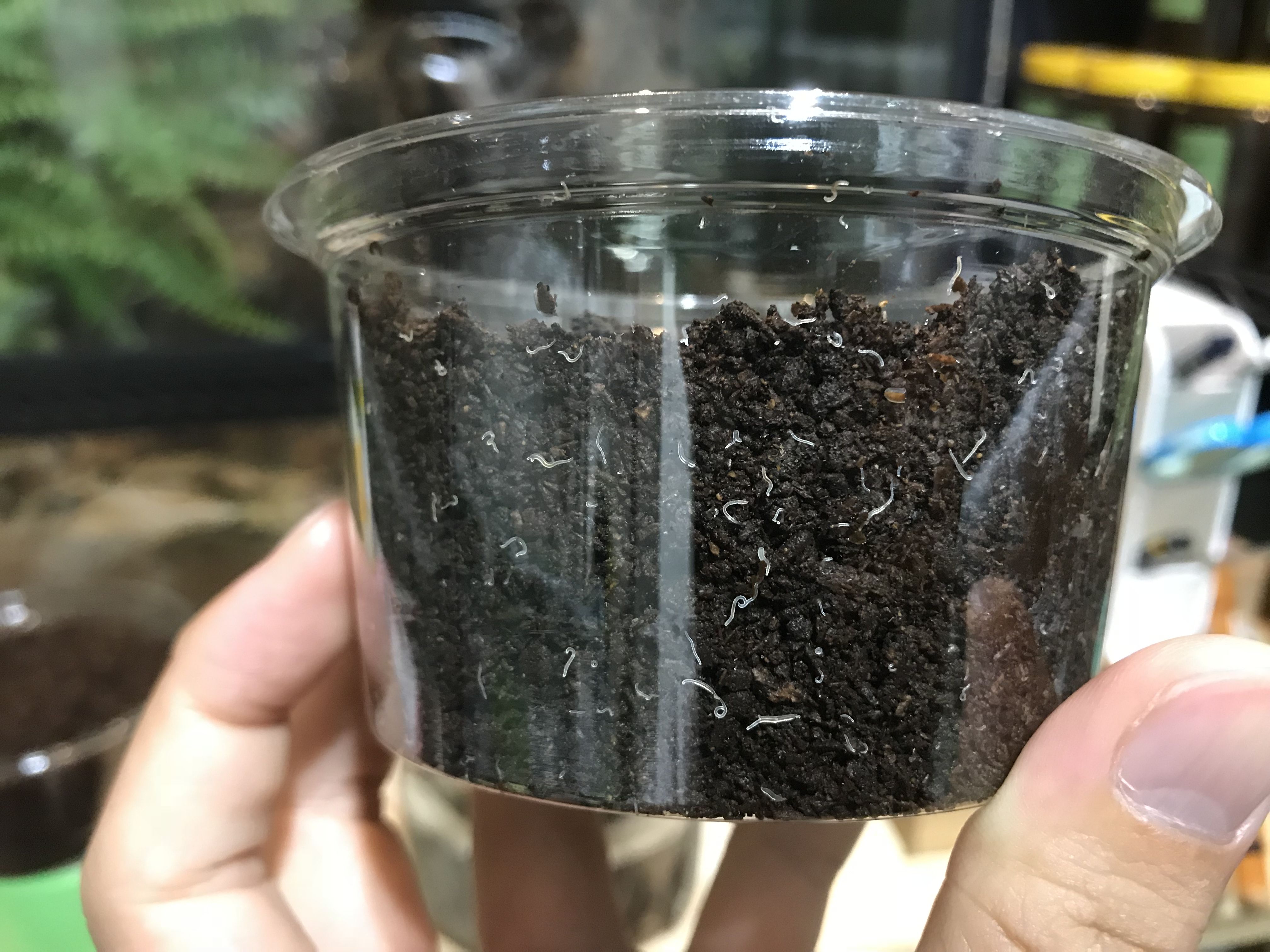 線虫発生 ゼリー交換作業台 どしたの クロエ