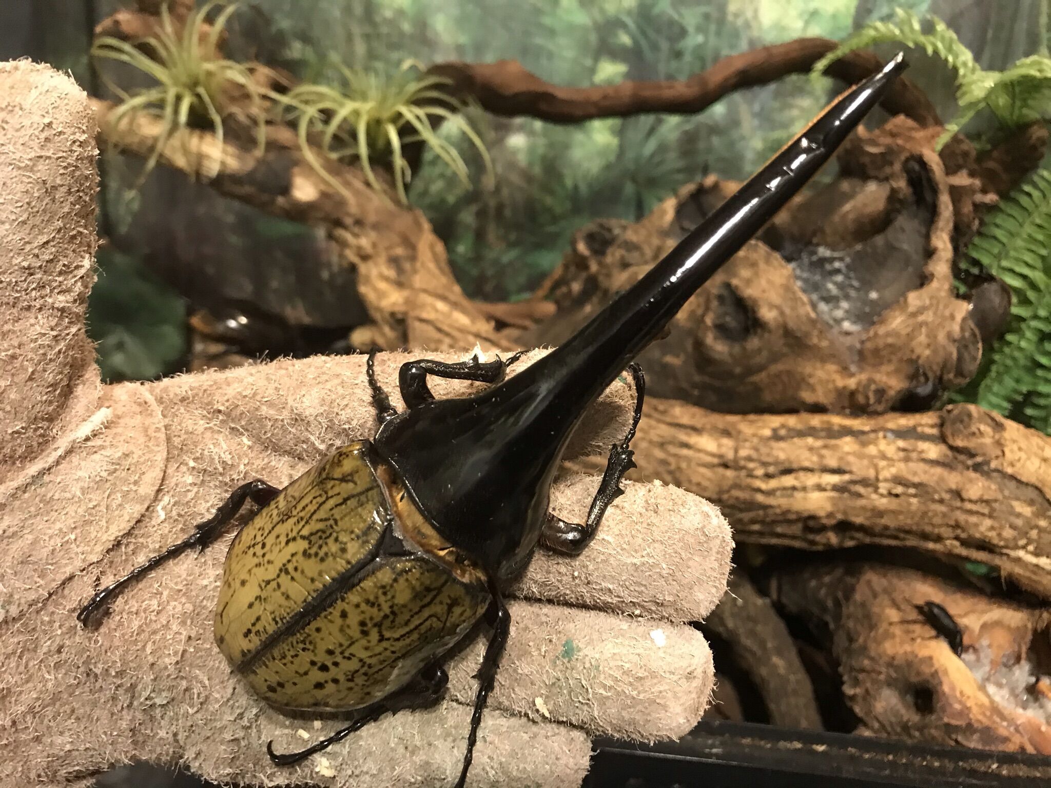 ★★ヘラクレス・ヘラクレス♀７２ｍｍ単品★★