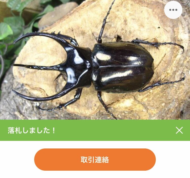 待ち望んだコーカサス : どしたの？クロエ
